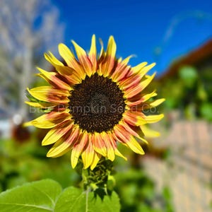 A Cherry Rose F1 Sunflower facing the sun.