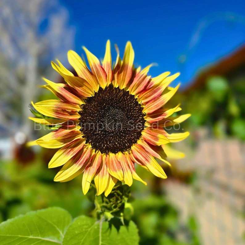 A Cherry Rose F1 Sunflower facing the sun.