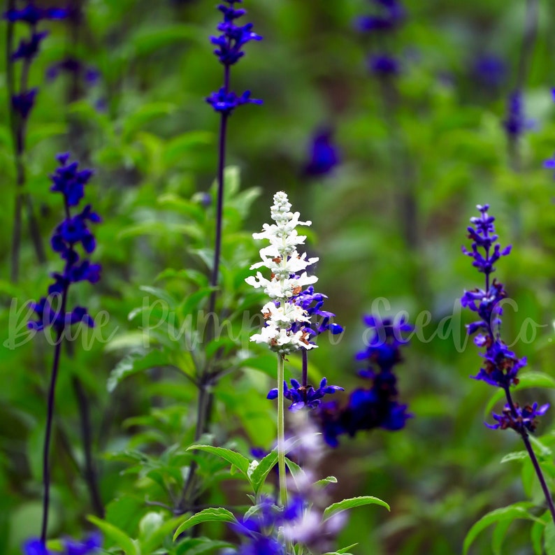 A single Elegance ice lavender bloom grows among traditional purple lavender.