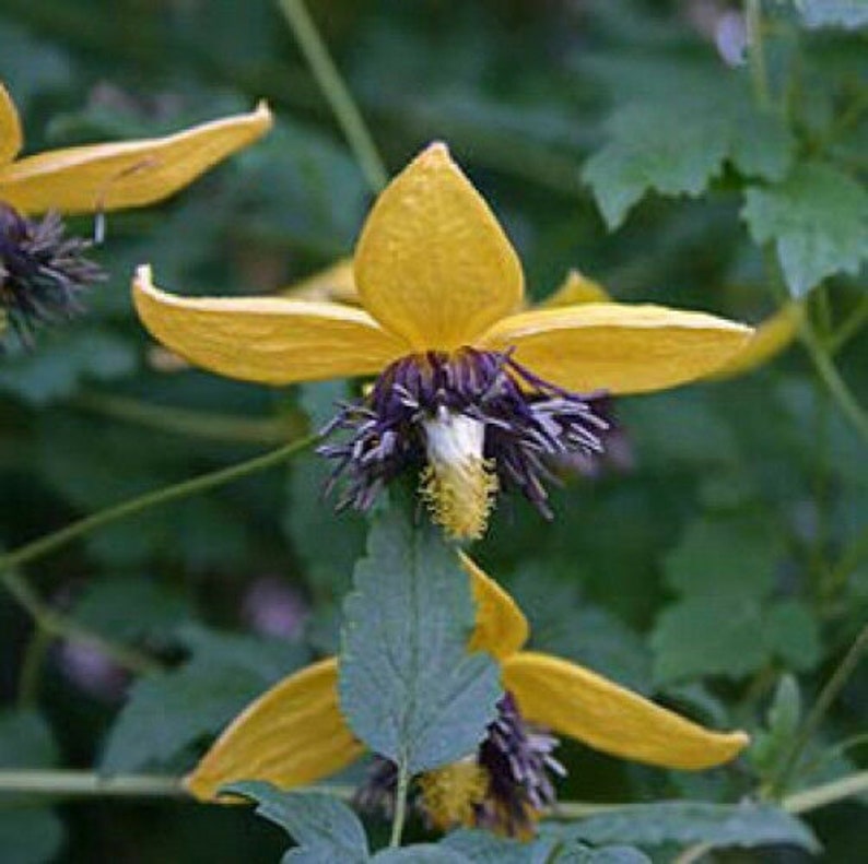 Golden Clematis blossoms facing towards the ground.