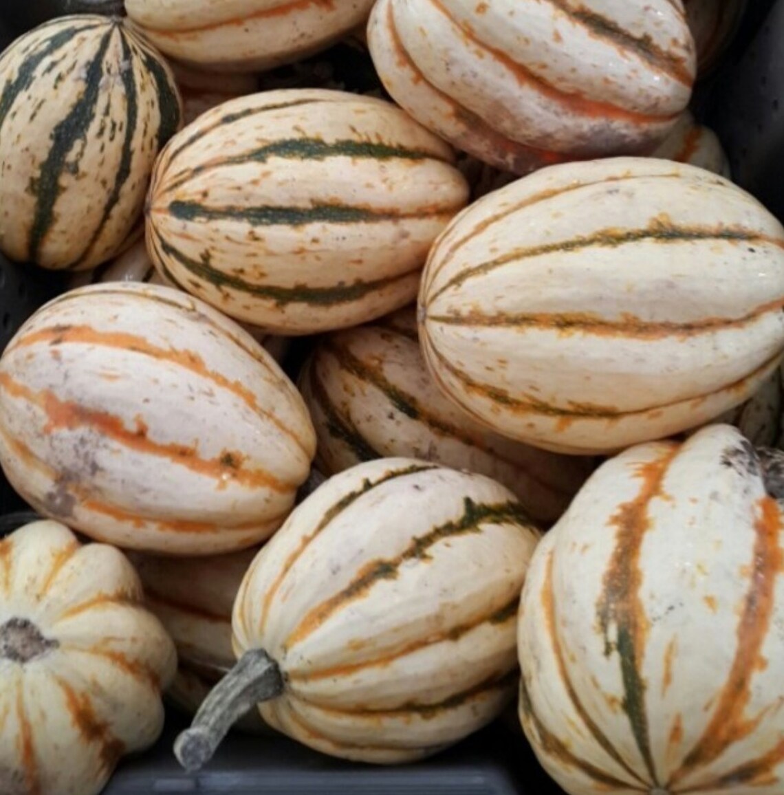 Jester Delicata Squash f1/c.pepo Seeds Peanut Squash Etsy