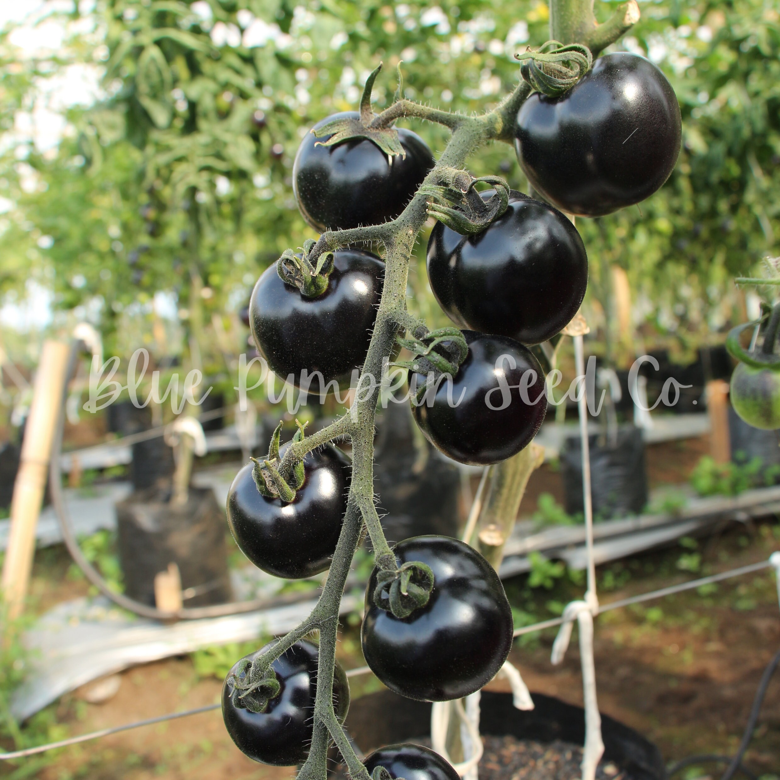 Indigo Cherry Drop Tomato (f1 Hybrid, Indeterminate