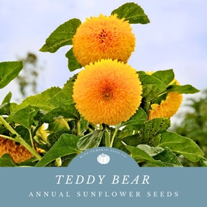 May include: Close-up of a Teddy Bear sunflower with yellow petals. The sunflower is a fluffy, pom-pom style bloom. The text "Teddy Bear Annual Sunflower Seeds" is on a blue background with a white logo.