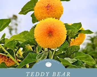 Teddy Bear Sunflower Seeds: Helianthus annuus, Comb flower, Golden flower of Peru, Bartholomew's Star, Fuzzy sunflower, sun flower