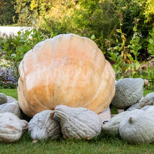 A Dills Atlantic Giant pumpkin surrounded by several Blue Hubbard squash.