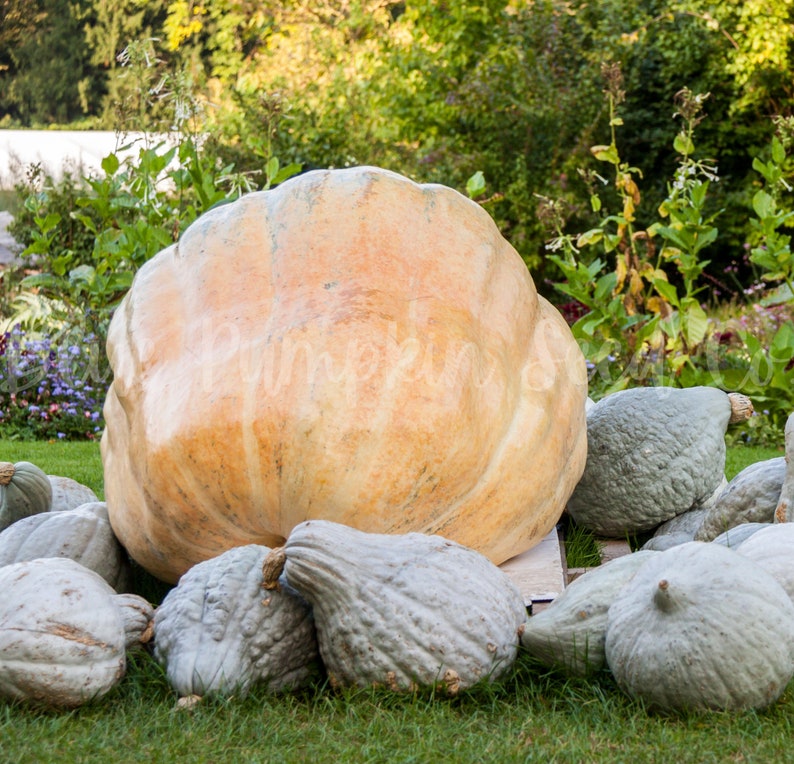 A Dills Atlantic Giant pumpkin surrounded by several Blue Hubbard squash.