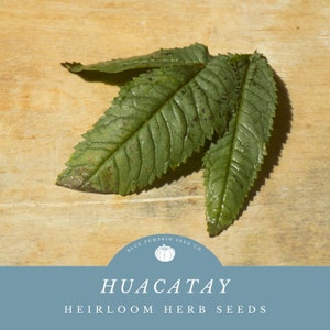 Huacatay seeds: Peruvian black mint, Mexican marigold, wild marigold, Wacatay, chinchilla, chiquilla, chilca, zuico, suico, anisillo, muster