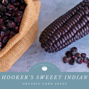 Organic Hooker's Sweet Indian Corn seeds: Purple corn, sweet corn, blue corn, popping corn, corn seeds, corn kernels, seeds, corn stalks