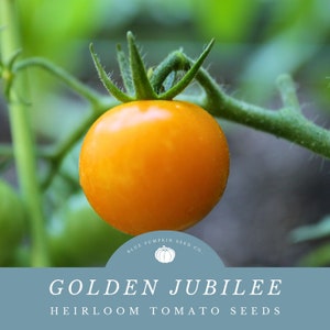 May include: A close-up of a bright orange heirloom tomato, called Golden Jubilee, growing on a vine. The tomato is round and smooth, with a green stem. The image is from Blue Pumpkin Seed Co.