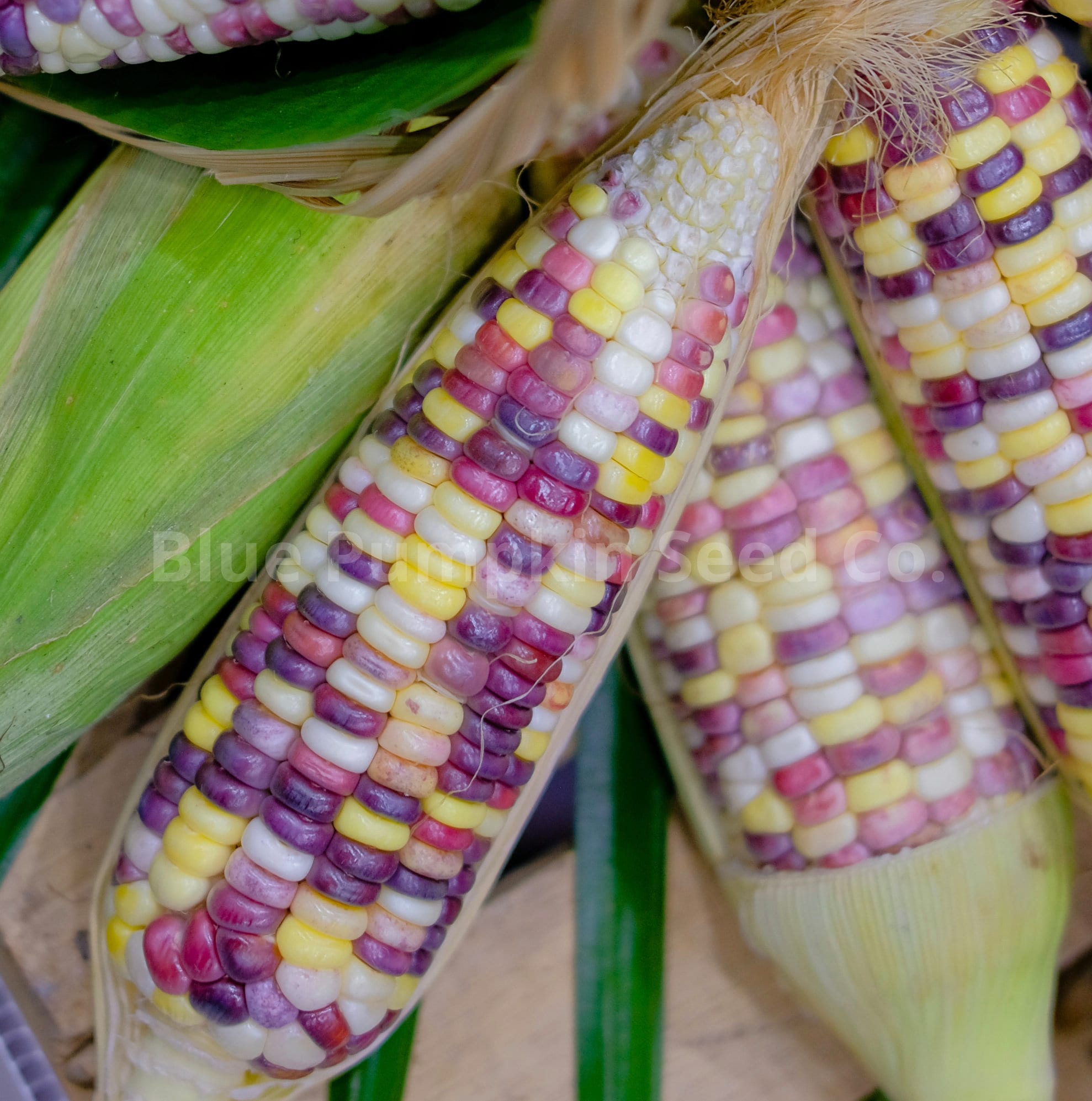 Neon Pink Corn heirloom/op Seeds Pink Corn Pink Popping Etsy