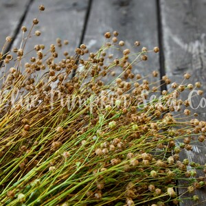 Flax seeds are still on the stem.