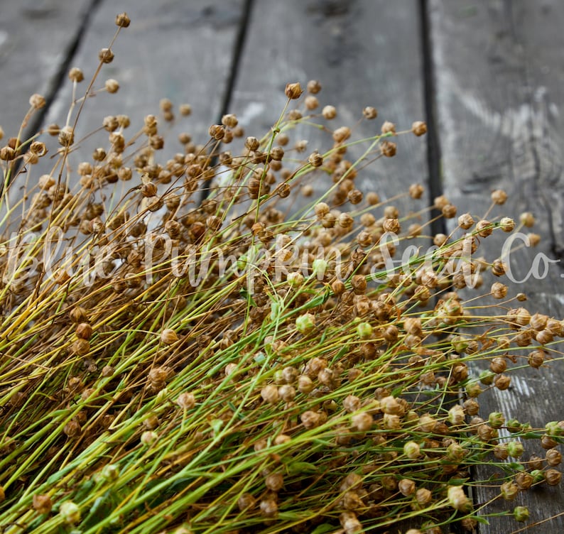 Flax seeds are still on the stem.