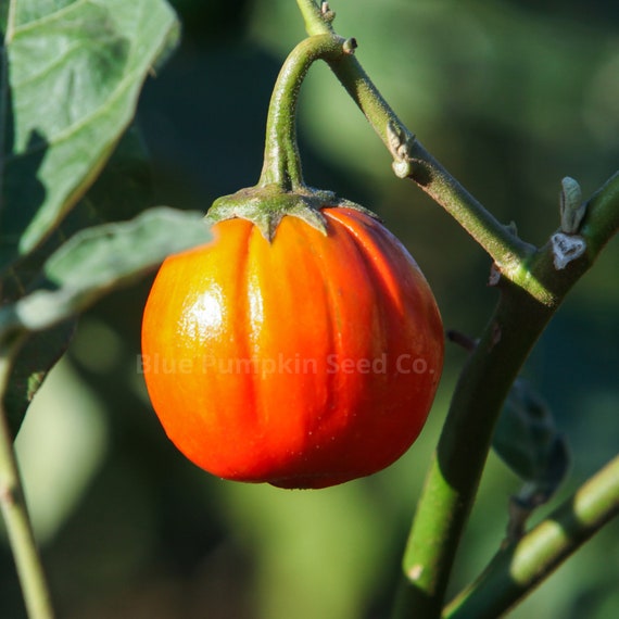 Turkish Eggplant heirloom/op Seeds: Scarlet Eggplant Seeds 