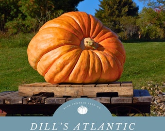 Dill's Atlantic Giant Pumpkin seeds - Grow Giant Pumpkins - Break World Records and Amaze Your Friends!