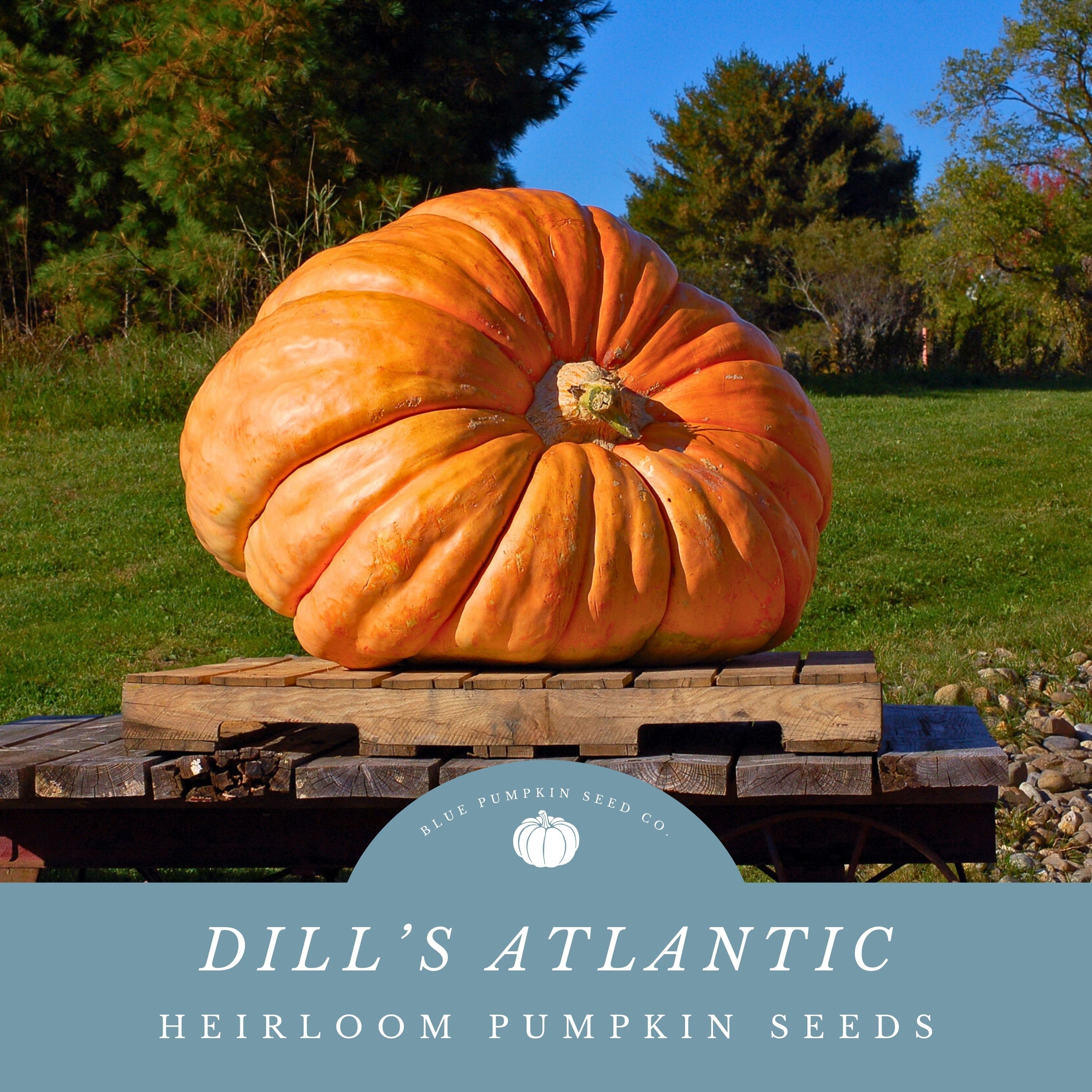 Dill's Atlantic Giant Pumpkin seeds - Grow Giant Pumpkins - Break World Records and Amaze Your Friends!