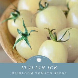 Italian Ice tomato (heirloom/indeterminate) seeds: Cream tomato, snacking tomato, white tomato, indeterminate heirloom tomato seeds
