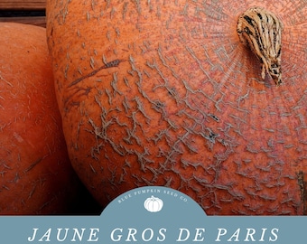 Jaune Gros De Paris (heirloom/c.pepo)seeds: Yellow of Paris, Big yellow Paris pumpkin, pumpkin seeds, Roman squash, seeds
