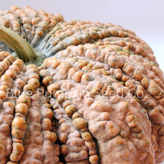Thai Kang Kob Pumpkin (organic/heirloom/c.moschata): Rare Thai
