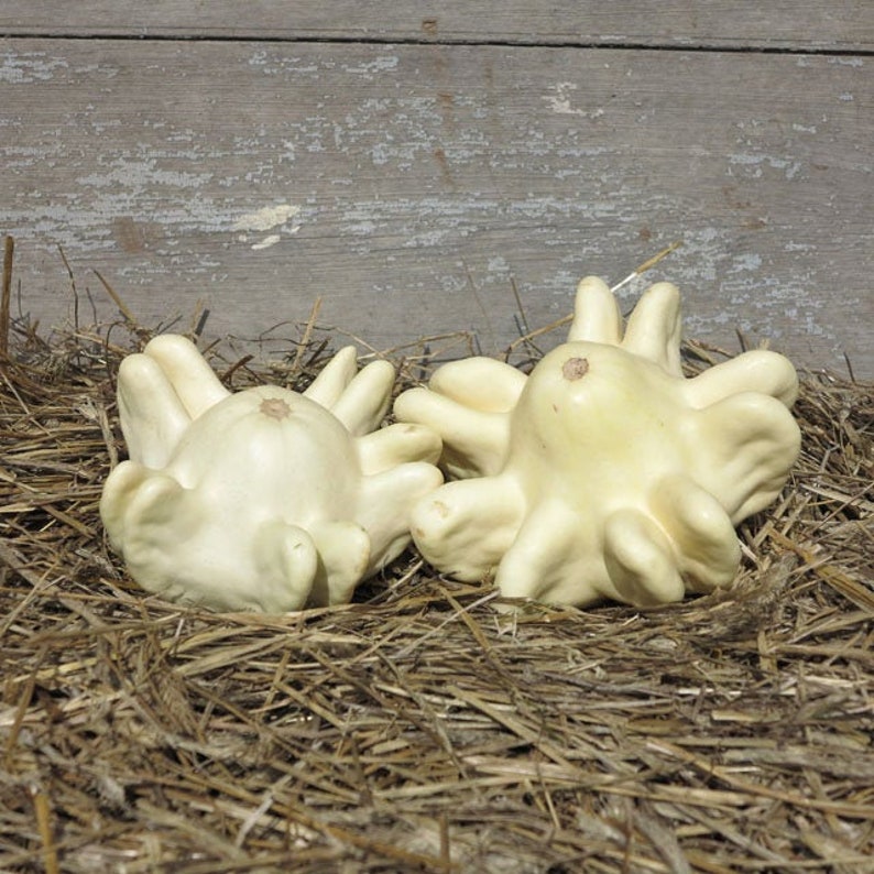 Two Yugoslavian Fingers squash on a bed of hay.