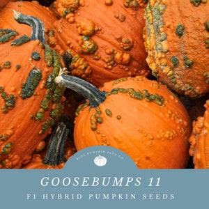 May include: Close-up of a group of orange pumpkins with green bumps. The pumpkins are arranged in a pile. The text "GOOSEBUMPS 11 F1 HYBRID PUMPKIN SEEDS" is displayed on a blue background with a white logo.