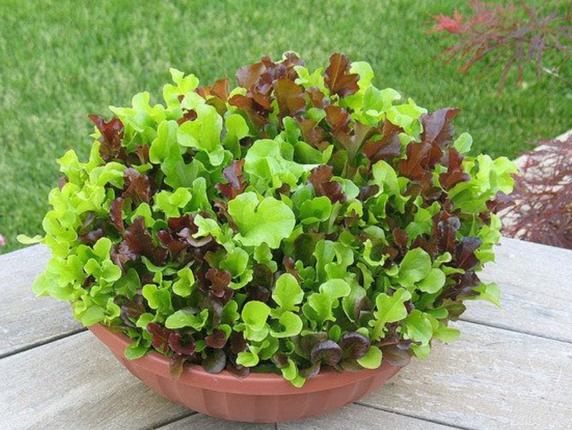 Wildfire Lettuce Seed Mix Lettuce Seed Mix Oak Leaf Etsy