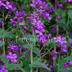 The purple flowers of the Money plant (Honesty plant, Silver Pennies, Moon Plant, Lunaria)