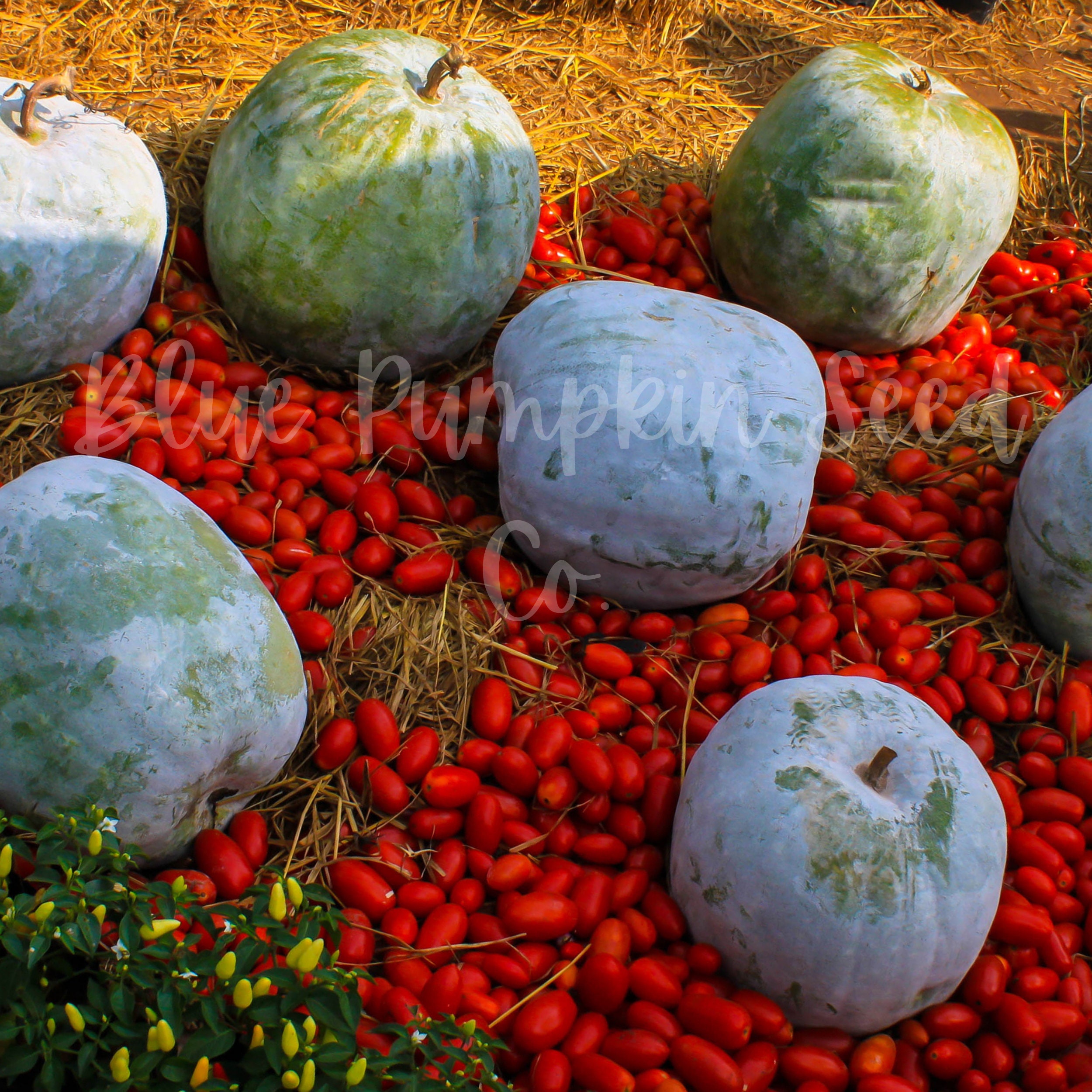 Bushel Basket gourd seeds Large gourd seed bowl gourd gourd Etsy