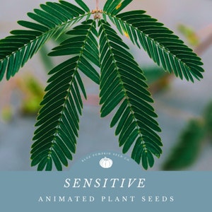 Sensitive Plant seeds: Animated plant, Mimosa pudica, sleepy plant, touch-me-not, shame plant, humble plant, zombie plant, shy plant.