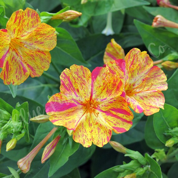 Four O Clock Marvel Of Peru Seeds Four O Clock Plant Pearl Of Egypt Pretty By Four O Clock Marvel Of Peru Seeds Four O Clock Plant Pearl Of Egypt Pretty By