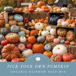 May include: A vibrant display of various pumpkins in shades of orange, white, blue, and pink. The pumpkins are arranged on hay bales and in wooden crates, with the text "PICK YOUR OWN PUMPKIN" and "ORGANIC RAINBOW SEED MIX" visible.