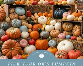 Pick Your Own Pumpkin Rainbow Seed Mix (organic): Grow A Wide Variety Of Colorful Pumpkins for Your Pumpkin Patch!