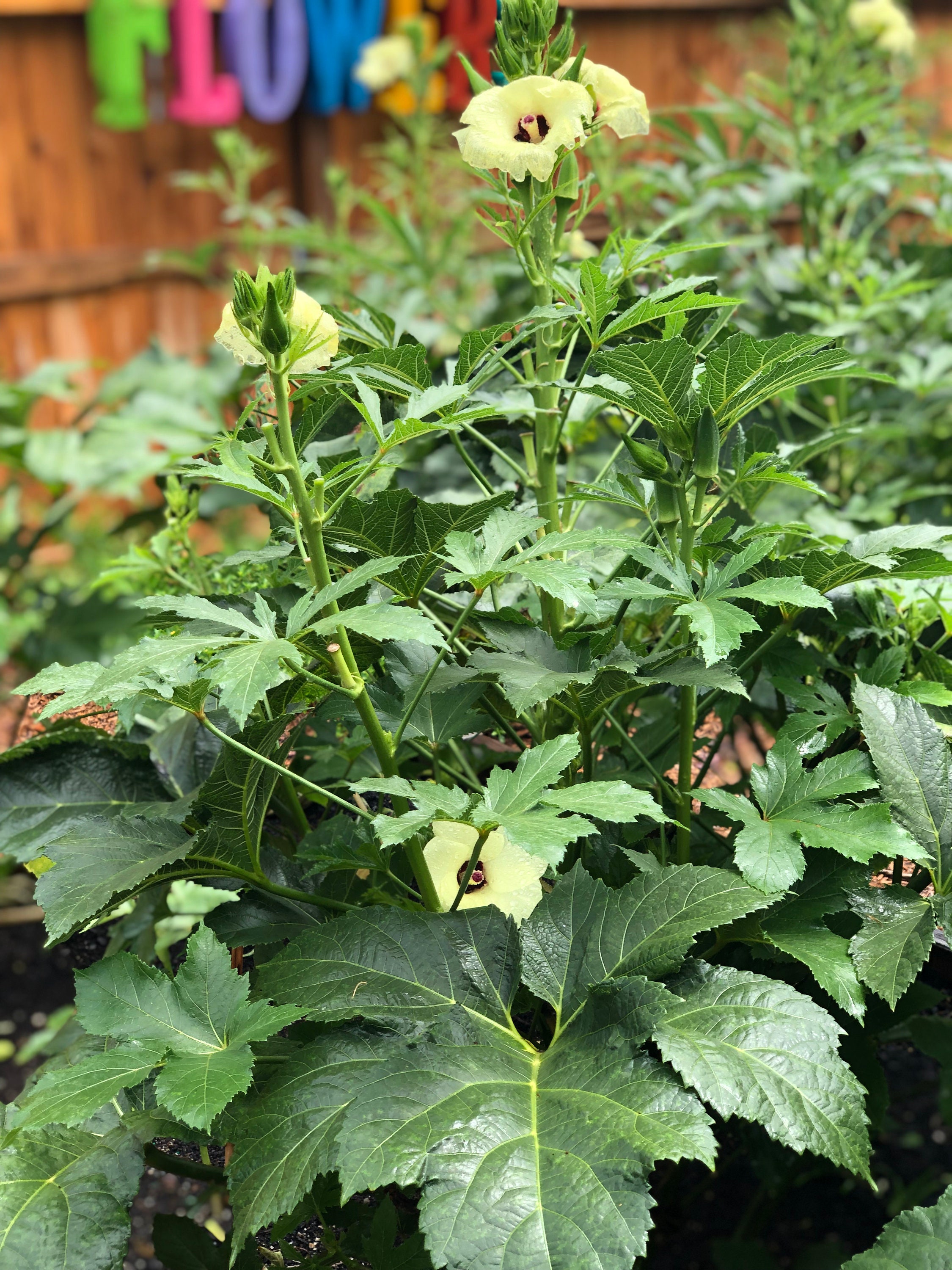 Jambalaya Okra F1 Hybrid Seeds Southern Okra Hybrid Okra Etsy