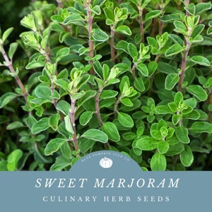 Sweet Marjoram (perennial) seeds: Knotted basil, True Majoram, Origanum majorana, Knotted Marjoram seeds