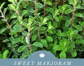 Sweet Marjoram (perennial) seeds: Knotted basil, True Majoram, Origanum majorana, Knotted Marjoram seeds