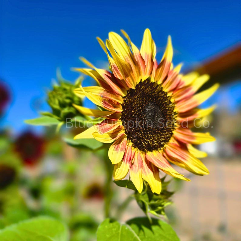 A Cherry Rose F1 Sunflower facing the sun.