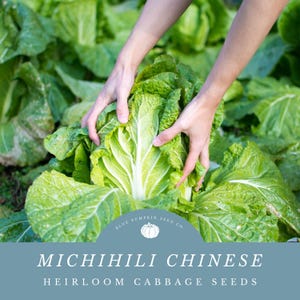 May include: A person's hands are holding a large head of green Michihili Chinese heirloom cabbage. The cabbage is surrounded by other cabbage plants. A blue circle with the text "Blue Pumpkin Seed Co." and a pumpkin icon is in the lower right corner of the image.
