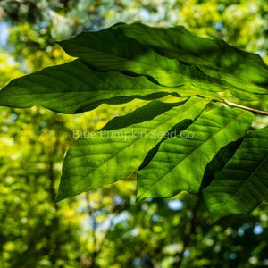 May include: Close-up of vibrant green leaves with prominent veins, bathed in sunlight. The leaves are the focal point, with a blurred background of green foliage and the text "Blue Pumpkin Seed Co."