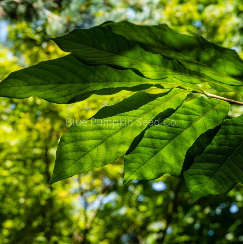 May include: Close-up of vibrant green leaves with prominent veins, bathed in sunlight. The leaves are the focal point, with a blurred background of green foliage and the text "Blue Pumpkin Seed Co."