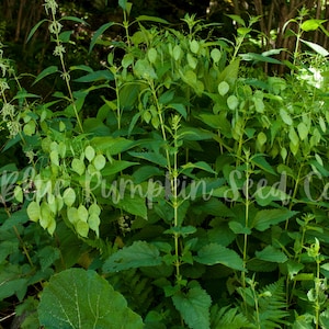 The young leaves of the Money plant (Honesty plant, Silver Pennies, Moon Plant, Lunaria) before they dry and become transparent.