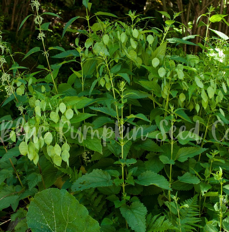 The young leaves of the Money plant (Honesty plant, Silver Pennies, Moon Plant, Lunaria) before they dry and become transparent.