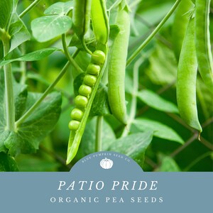 May include: Close-up of green pea pods growing on a vine. The pods are full of peas and the vine is surrounded by green leaves. The image includes the text "Patio Pride Organic Pea Seeds" and a logo for Blue Pumpkin Seed Co.
