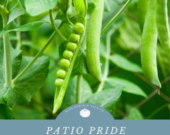 Patio Pride Peas (USDA certified organic) : Dwarf Pea variety, container peas, compact pea bush, container gardening