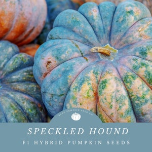 Speckled Hound pumpkin seeds (f1 hybrid / c.maxima): Speckled Hound squash, kabocha-type pumpkin, orange and green pumpkin, pumpkin seeds