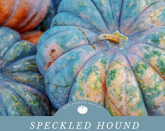 Speckled Hound pumpkin seeds (f1 hybrid / c.maxima): Speckled Hound squash, kabocha-type pumpkin, orange and green pumpkin, pumpkin seeds