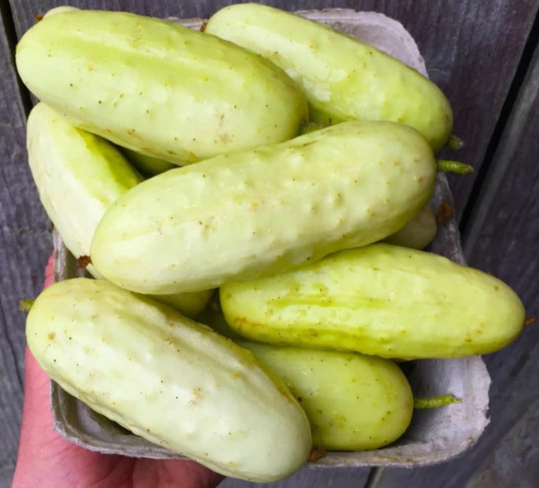 Organic Salt and Pepper Cucumber Seeds White Cucumber Seeds Etsy