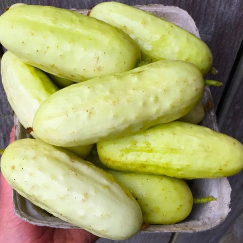 Organic Salt and Pepper Cucumber Seeds White Cucumber Seeds Etsy