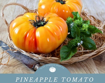 Pineapple Tomato (heirloom/ indeterminate) seeds: Black Pineapple tomato, heirloom tomato seeds, beefsteak type tomato