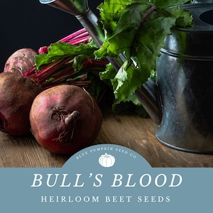 Bulls Blood Beet Seeds - Rich Red Wine Color, Nutty Flavor - Perfect for Juicing and Salads - Ideal For Container