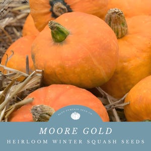 May include: Close-up of orange heirloom winter squash, known as Moore Gold, with a logo for Blue Pumpkin Seed Co. in the foreground.