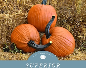 25 Pumpkin Seeds Mrs. Wrinkles Orange Pumpkins Plant Seeds, Garden